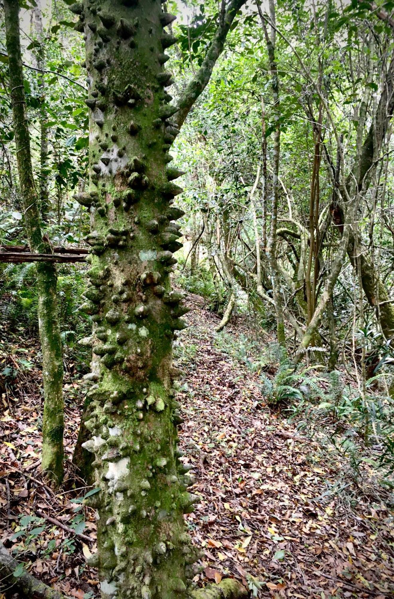 Pura Vida Forest Cabin Witelsbos Exterior foto